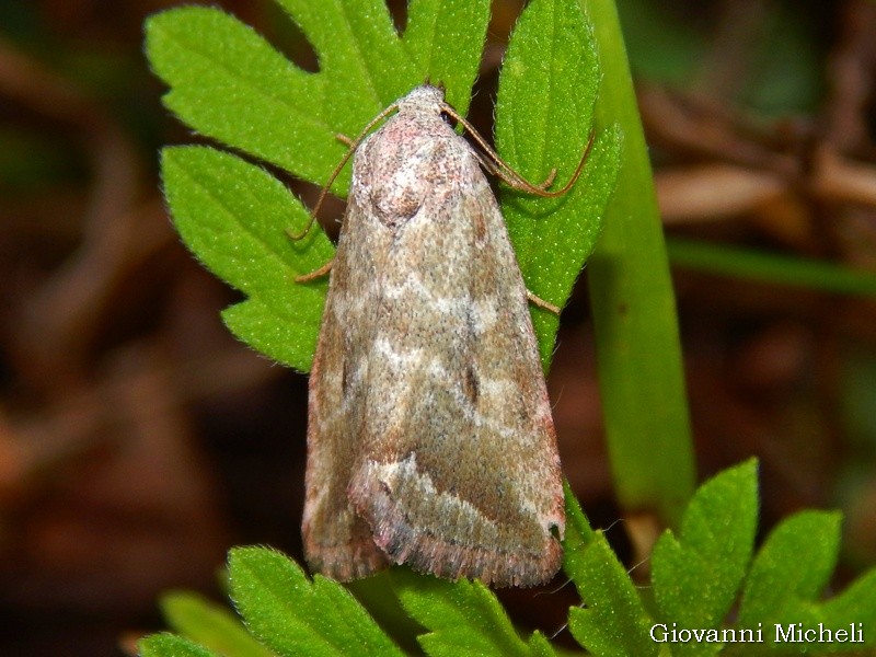 Aiuto ID: Phyllophila obliterata - Noctuidae